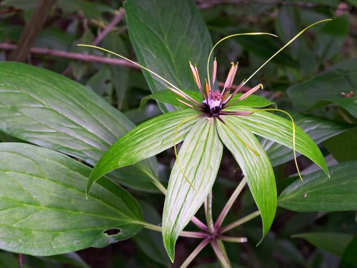 Paris polyphylla